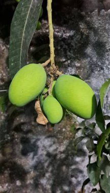 Mango, Mangifera Indica bitkisinin lezzetli bir tropikal meyvesidir. Genellikle olgunlaştığında sarıdan turuncuya doğru değişen tatlı ve sulu rengiyle bilinir..