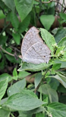 Junonia Atlites, daha çok Hindistan, Çin, Kamboçya ve Filipinler gibi Güney Asya ülkelerinde bulunan nemfobik kelebek türüdür..