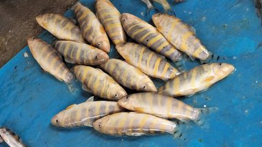 Botia Dario, Botiidae familyasından bir balık türü. Çoğunlukla Hindistan, Butan ve Bangladeş 'teki Ganj ve Brahmaputra nehirlerinin havzalarında bulunur. Bengal Loach ya da Queen Loach olarak da bilinir..