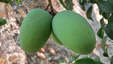 Mango, Mangifera Indica bitkisinin lezzetli bir tropikal meyvesidir. Tatlı ve sulu etiyle bilinir, canlı olması gerekir, genellikle olgunlaştığında sarıdan turuncuya..