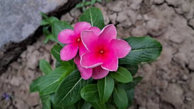 Madagaskar Periwinkle, Apocynaceae familyasından bir bitki türü. Ayrıca Catharanthus Roseus, Vinca rosea, Vinca Alkaloids, Bright Eyes, Cape Periwinkle, Graveyard Plant ve Old Maid olarak da bilinir..