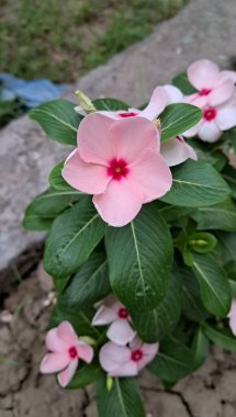 Madagaskar Periwinkle, Apocynaceae familyasından bir bitki türü. Ayrıca Catharanthus Roseus, Vinca rosea, Vinca Alkaloids, Bright Eyes, Cape Periwinkle, Graveyard Plant ve Old Maid olarak da bilinir..