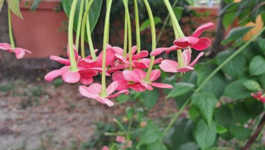 Combretum Indicum, Combretaceae familyasından bir sarmaşık türü. Rangoon Creeper ve Burma Creeper olarak da bilinir. Bu sarmaşığın doğal yeri Tropikal Asya 'dır..