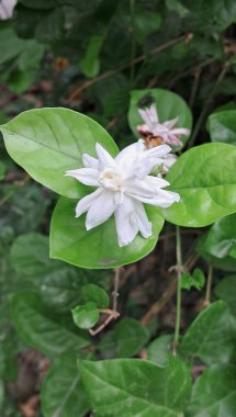 Arap Yasemin veya Sambac Jasmine, Oleaceae familyasından güzel kokulu bir bitki türü. Bu çiçekli bitkinin doğal yeri tropikal Asya 'dır..