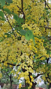 Altın Duş ağacı, Cassia Fistula, Arındırıcı Cassia, Pudding pipo ağacı veya Hint laburnum olarak da bilinen bir çiçektir. Bu bitkinin anavatanı Hint Altkıtasıdır..