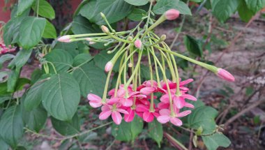 Combretum Indicum, Combretaceae familyasından bir sarmaşık türü. Rangoon Creeper ve Burma Creeper olarak da bilinir. Bu sarmaşığın doğal yeri Tropikal Asya 'dır..