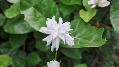 Arap Yasemin veya Sambac Jasmine, Oleaceae familyasından güzel kokulu bir bitki türü. Bu çiçekli bitkinin doğal yeri tropikal Asya 'dır..