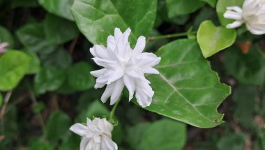 Arap Yasemin veya Sambac Jasmine, Oleaceae familyasından güzel kokulu bir bitki türü. Bu çiçekli bitkinin doğal yeri tropikal Asya 'dır..