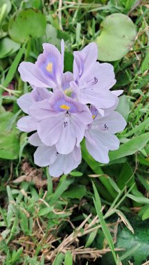 Su Hyacinth, Pontederiaceae familyasının bir üyesidir. Ayrıca Pontederia Crassipes ve Bengal Terörü olarak da bilinir. Bu bitki Güney Amerika 'ya özgü..