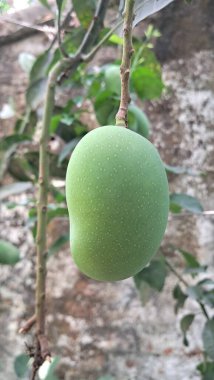 Mango, Mangifera Indica bitkisinin lezzetli bir tropikal meyvesidir. Tatlı ve sulu etiyle bilinir, canlı olması gerekir, genellikle olgunlaştığında sarıdan turuncuya..