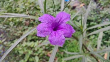 Ruellia tuberosa, Acanthaceae familyasından çiçekli bir bitki türüdür. Ana yeri Orta Amerika 'dır..