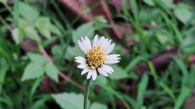 Tridax procumbens, Asteraceae çiçekli bitki familyasının bir türüdür. Ayrıca CoatButens çiçeği olarak da bilinir. Bu çiçek açan bitki tropikal Amerika 'ya özgüdür..