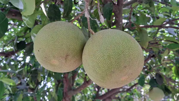 Bahçedeki Pomelo ağacında asılı en güzel, açık sarı, olgun Pomelo meyvesi..