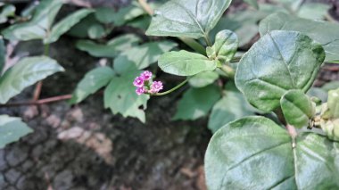Boerhavia Diffusa ya da Punarnava, çiçekli bir bitki türü. Ayrıca Kırmızı Örümcek, Örümcek Yaban Domuzu ve Tarvine olarak da bilinir. Çoğunlukla bitkisel ilaçlarda kullanılır..