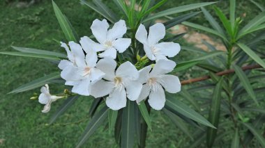 Nerium Oleander, dünya çapında yetiştirilmiş, çiçekli küçük bir ağaçtır. Oleander ya da Rosebay olarak da bilinir..
