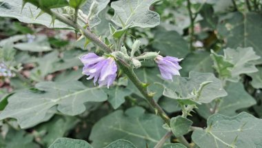 Solanum Incanum, Solanaceae familyasından bir itüzümü türüdür. Ayrıca Thorn Apple, Acı Elma, Bitterball ve Acı Domates olarak da bilinir. Bu çiçekli bitkinin doğduğu yer Sahraaltı Afrika ve Orta Doğu 'dur..