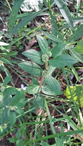 Euphorbia Hirta pantropik tıbbi bir ottur. Aynı zamanda astım bitkisi olarak da bilinir. Amerika 'nın tropikal bölgelerinden geliyor..