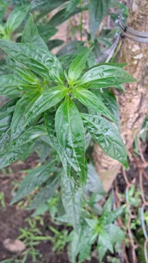 Bitters Bitkisi Kralı, Acanthaceae familyasından yıllık bir bitki türü. Andrographis panikulata, Creat, Green Chiretta, India Echinacea, Kalmegh veya Kirayat olarak da bilinir. Bu yüksek değerli bir Ayurvedic tıbbi bitki.. 
