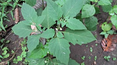 Solanum Nigrum, Solanaceae familyasından bir bitki türü. Ayrıca Siyah İtüzümü, Böğürtlen İtüzümü ya da Avrupa Siyah İtüzümü olarak da bilinir. Bu bitkinin doğduğu yer Avrasya 'dır..