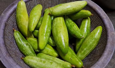 Sivri Su Kabağı, Cucurbitaceae familyasından tropikal bir bitkidir. Trichosanthes dioica, Parwal veya Potol olarak da bilinir. Hint Alt Kıtasından geliyor..