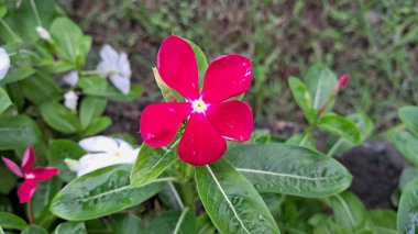 Catharanthus Roseus Flower ya da Vinca Rosea Madagaskar 'ın yerlisidir. Bu bitki süs ve tıbbi bitki olarak kullanılır..