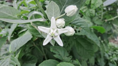 Calotropis Gigantea, Apocynaceae familyasından bir bitki türü. Taç çiçeği olarak da bilinir. Hindistan, Pakistan, Çin, Nepal ve tropikal Afrika ülkelerine özgüdür..