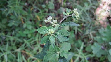 Blumea, Asteraceae familyasından bir bitki cinsidir. Asya 'nın tropikal ve subtropikal bölgelerinde bulunur..