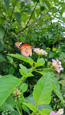 Danaus Chrysippus kelebeği aynı zamanda sade kaplan, Afrika hükümdarı veya Afrika kraliçesi olarak da bilinir. Orta büyüklükte bir kelebektir ve çoğunlukla Asya, Afrika ve Avustralya 'da bulunur..