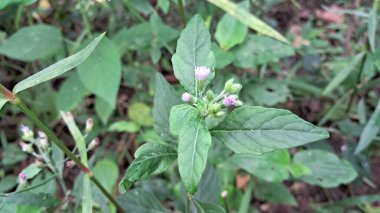 Cyanthillium Cinereum, Ayçiçeği familyasından uzun ömürlü bir bitki türüdür. Ayrıca Poovamkurunnal ve Monara Kudumbiya olarak da bilinir. Bu bitkinin doğduğu yer tropikal Asya 'dır..