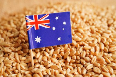Australia on grain wheat, trade export and economy concept.