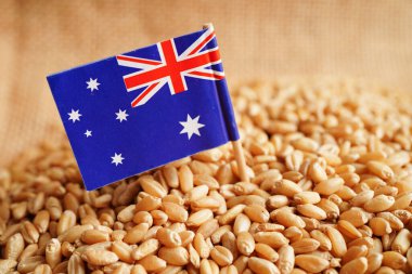 Australia on grain wheat, trade export and economy concept.