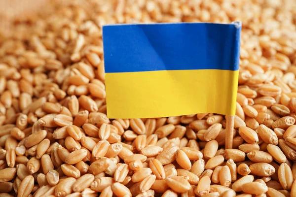 乌克兰谷物小麦 出口和经济概念 — 图库照片