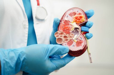 Kronik böbrek hastalığı, doktor idrar sistemi, üroloji, tahmini küresel filtreleme oranı eGFR.