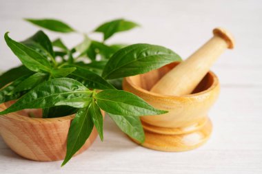 Kovid19 Coronavirus enfeksiyonunu tedavi etmek için bitki kapsüllü panikleme ya da kariyer yaprağı bitkisi..