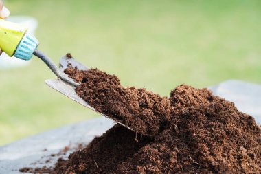 Turba yosunu, organik tarım için gübre toprağı, bitki yetiştirme, ekoloji kavramı.