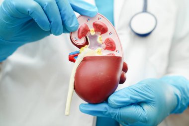 Kronik böbrek hastalığı, doktor idrar sistemi, üroloji, tahmini küresel filtreleme oranı eGFR.