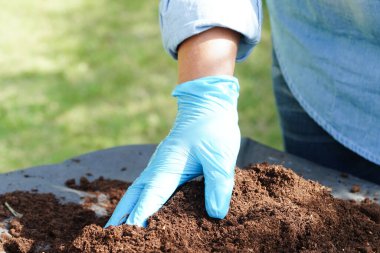 Turba yosunu, organik tarım için gübre toprağı, bitki yetiştirme, ekoloji kavramı.