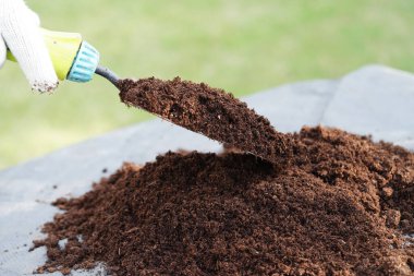 Turba yosunu, organik tarım için gübre toprağı, bitki yetiştirme, ekoloji kavramı.