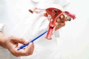 Rahim, hastanede teşhis ve tedavi için anatomi modeli tutan doktor..