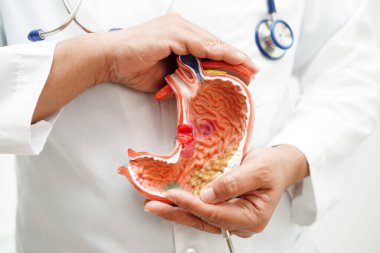 Rahim, hastanede teşhis ve tedavi için anatomi modeli tutan doktor..