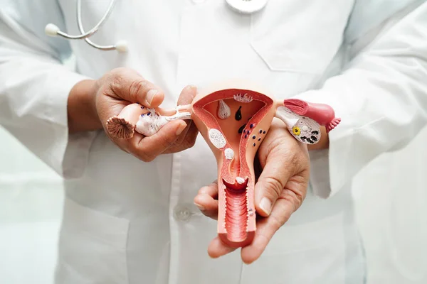 Mide hastalığı, hastanede teşhis ve tedavi için anatomi modeli tutan bir doktor..