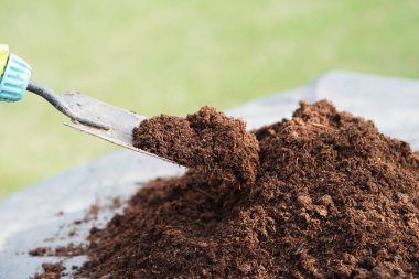 Turba yosunu, organik tarım için gübre toprağı, bitki yetiştirme, ekoloji kavramı.