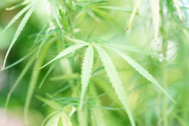 Esrar, esrar veya marihuana yaprağı, CBD, uyuşturucu, sarhoş edici veya alternatif ilaç olarak kullanılan thc.