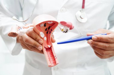 Rahim, hastanede teşhis ve tedavi için anatomi modeli tutan doktor..