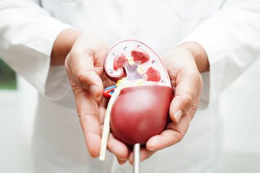 Kronik böbrek hastalığı, doktor idrar sistemi, üroloji, tahmini küresel filtreleme oranı eGFR.