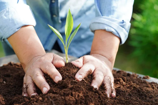 Árvore Crescendo Com Mão Dia Eco Terra Salvar Mundo Salvar — Fotografia de Stock