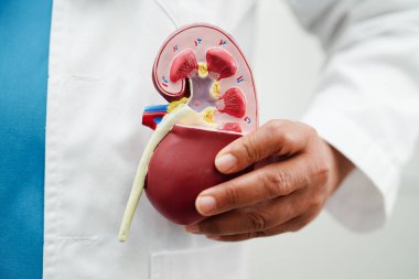Kronik böbrek hastalığı, doktor idrar sistemi, üroloji, tahmini küresel filtreleme oranı eGFR.