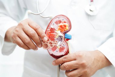 Kronik böbrek hastalığı, doktor idrar sistemi, üroloji, tahmini küresel filtreleme oranı eGFR.