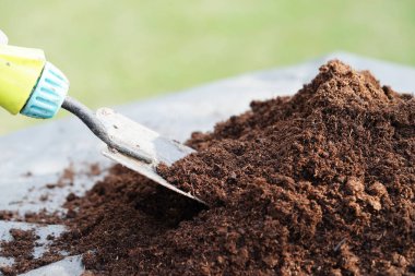 Turba yosunu, organik tarım için gübre toprağı, bitki yetiştirme, ekoloji kavramı.