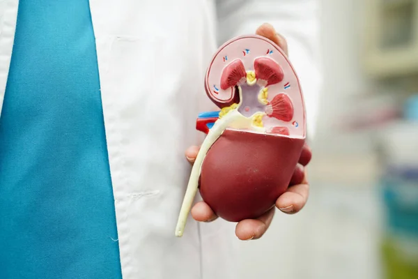 Kronik böbrek hastalığı, doktor idrar sistemi, üroloji, tahmini küresel filtreleme oranı eGFR.